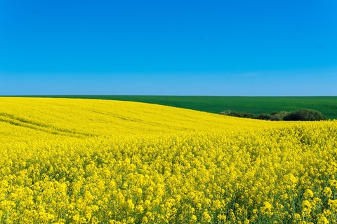 Yellow, meadow वॉलपेपर