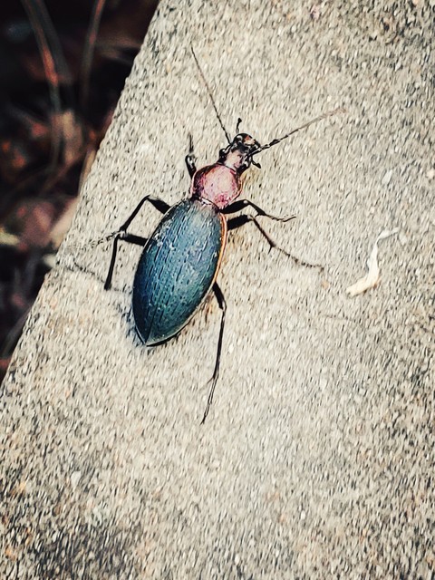 tapety pest, invertebrate