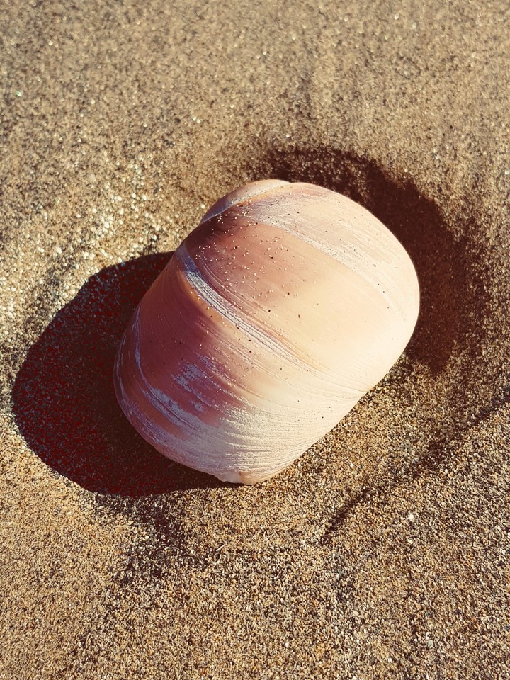 Whelk