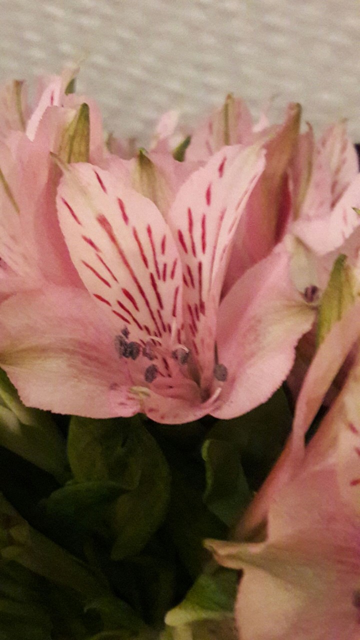 Flower Background