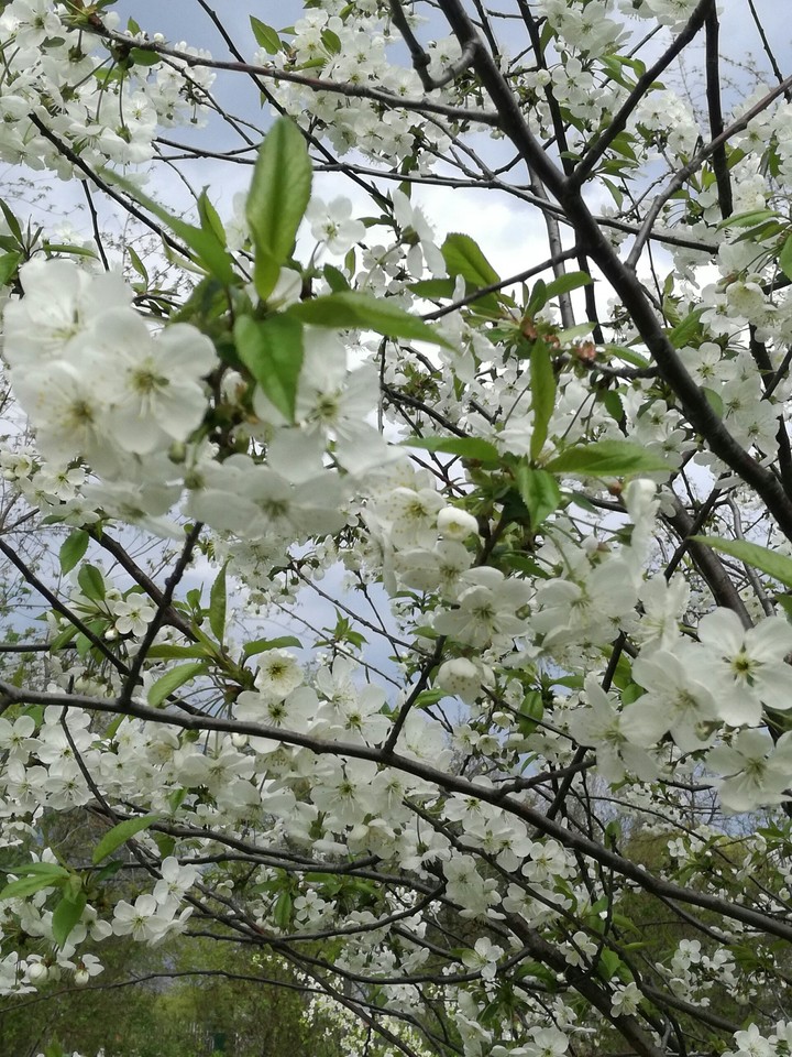 spring.cherry garden.