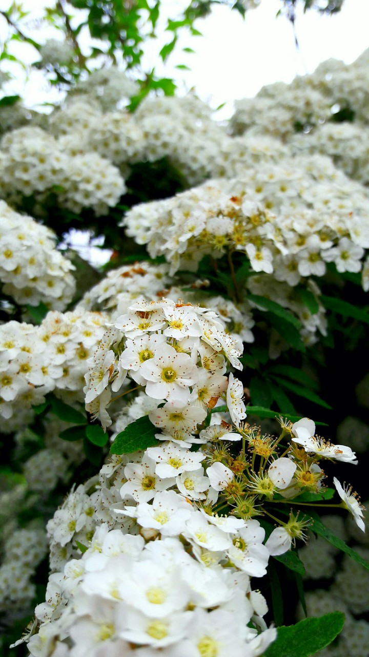 white flower