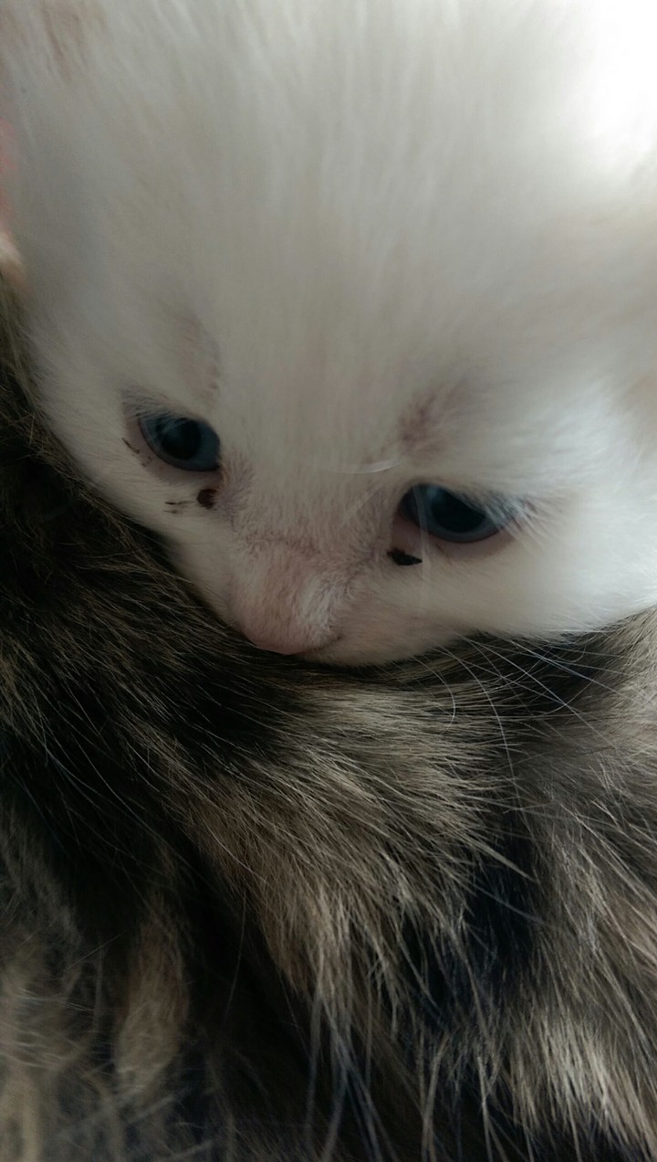 kitty
