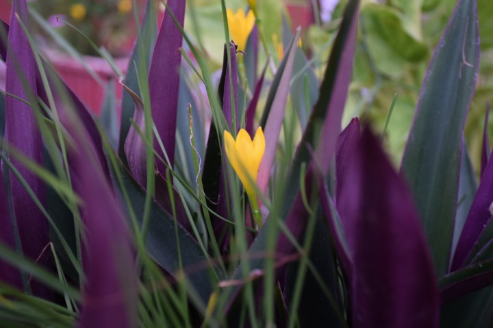 flower