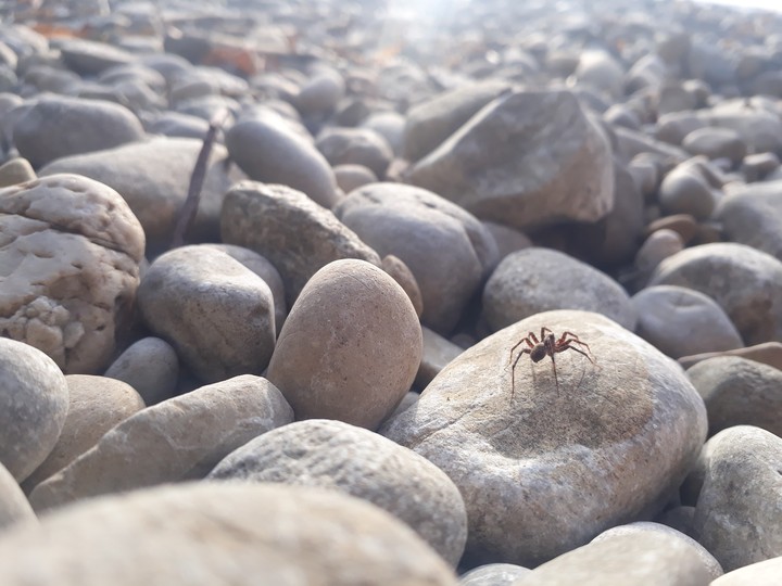 summerspider :)