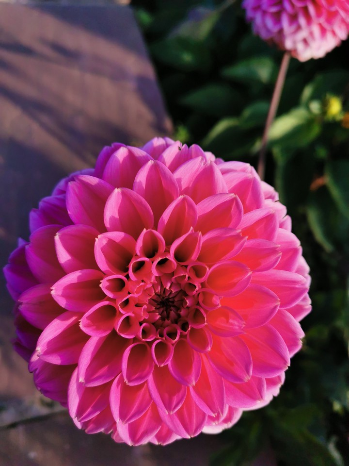 Pink autumn flower