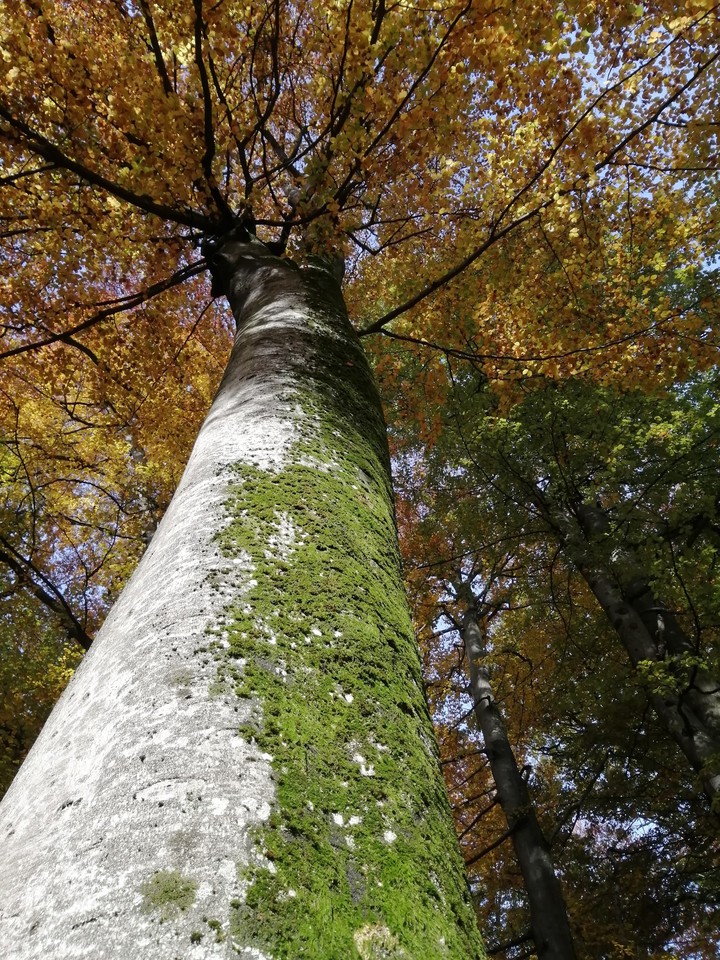 tree