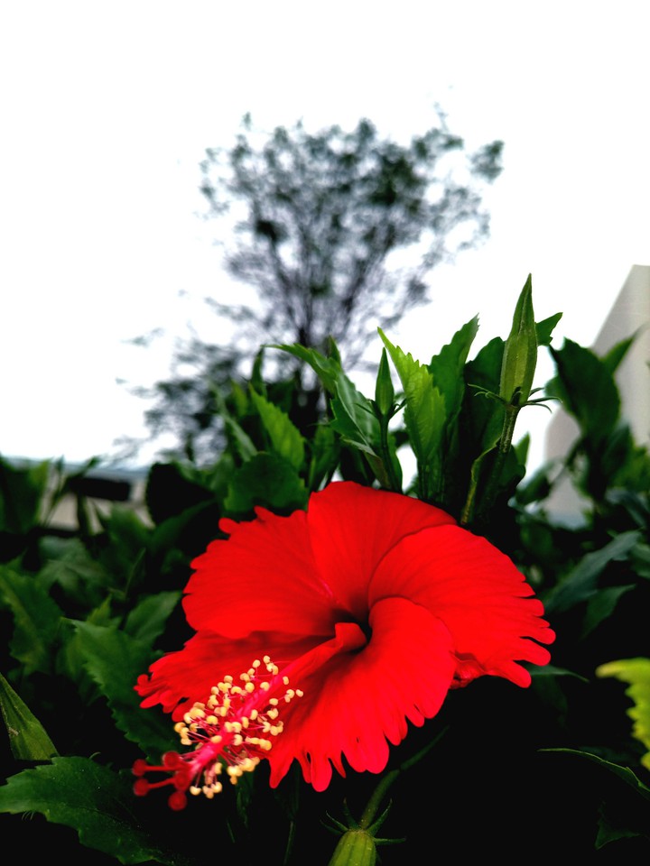 China Rose