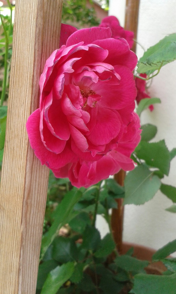 gül (rose)