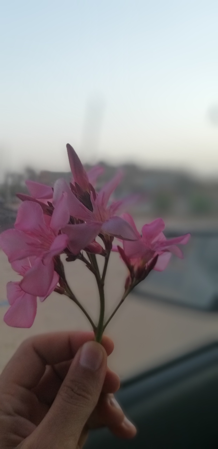 pink rose