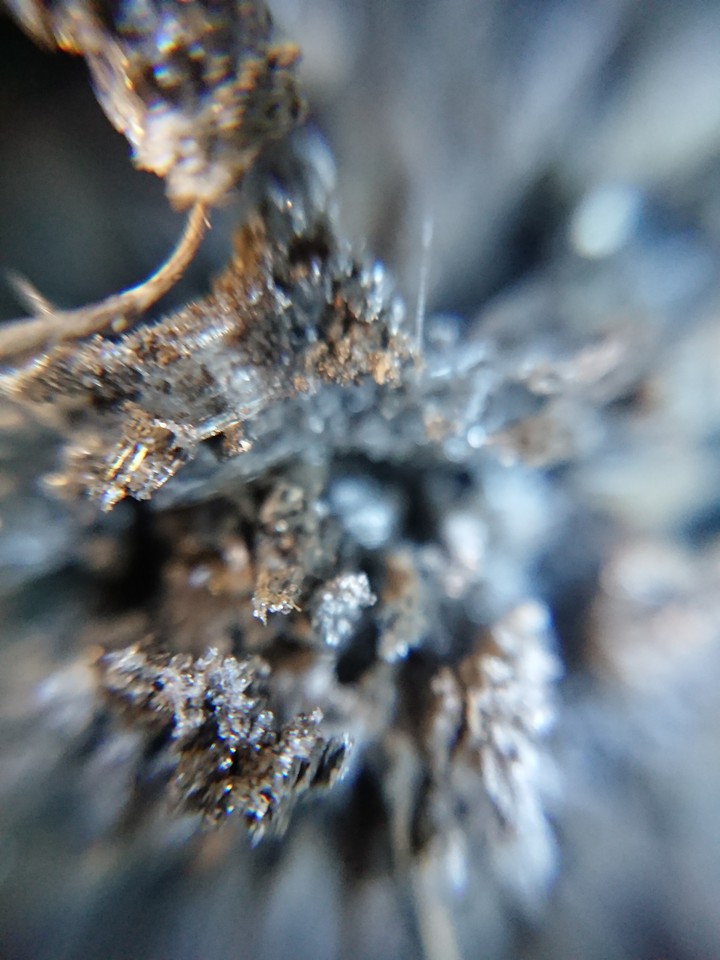 frost