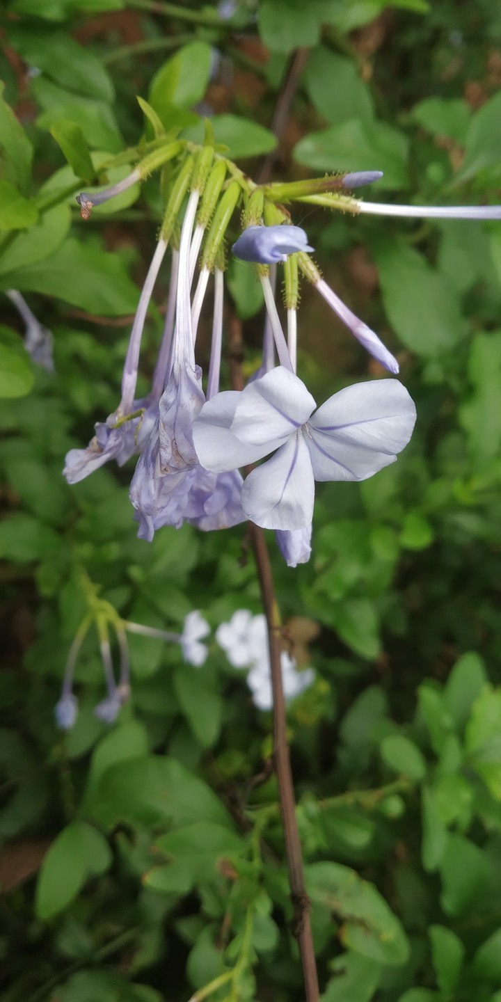 Morning flowers