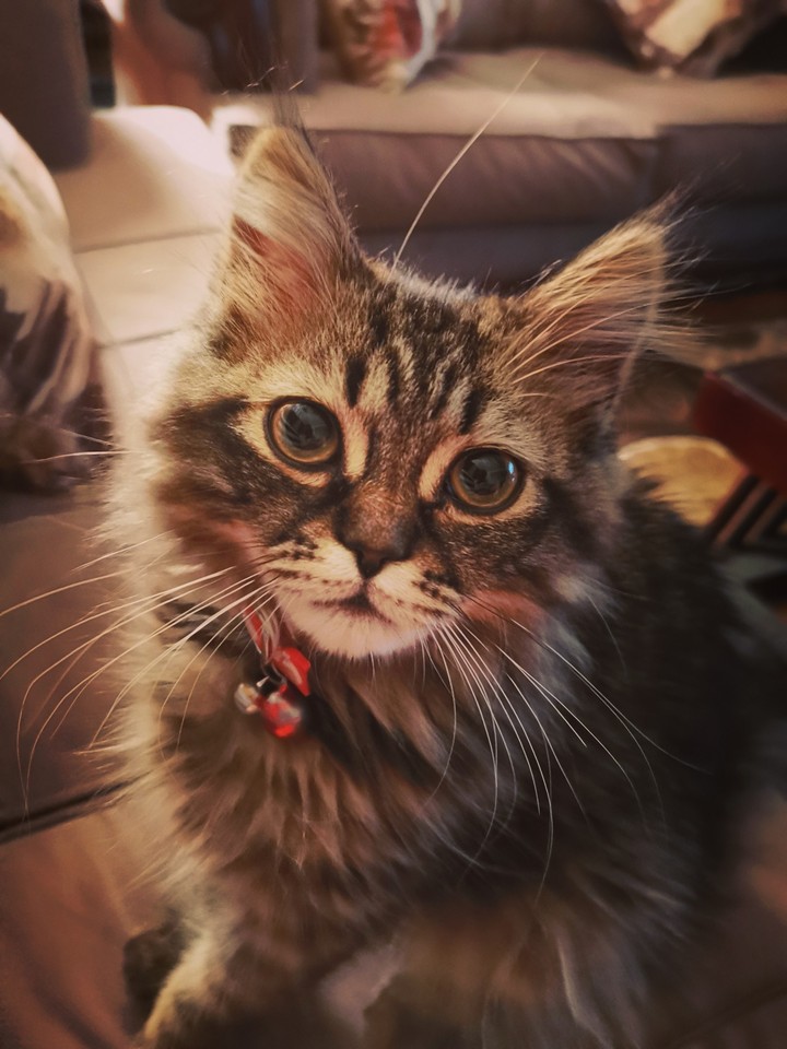 Leo