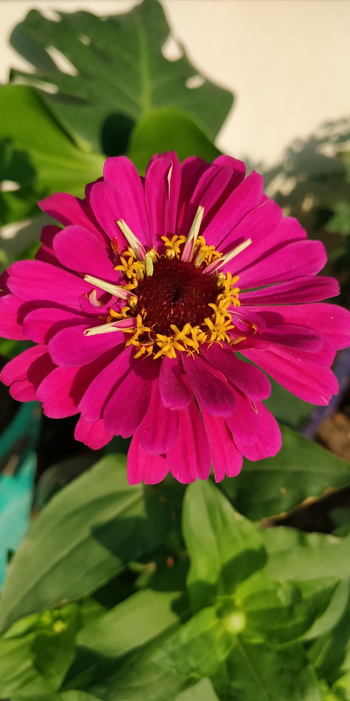 zinnia flower