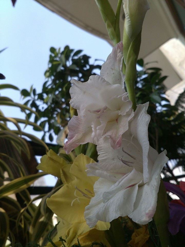 flowers