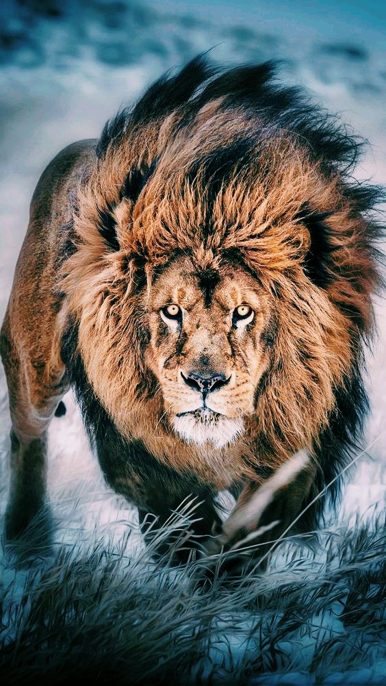 le king de la jungle