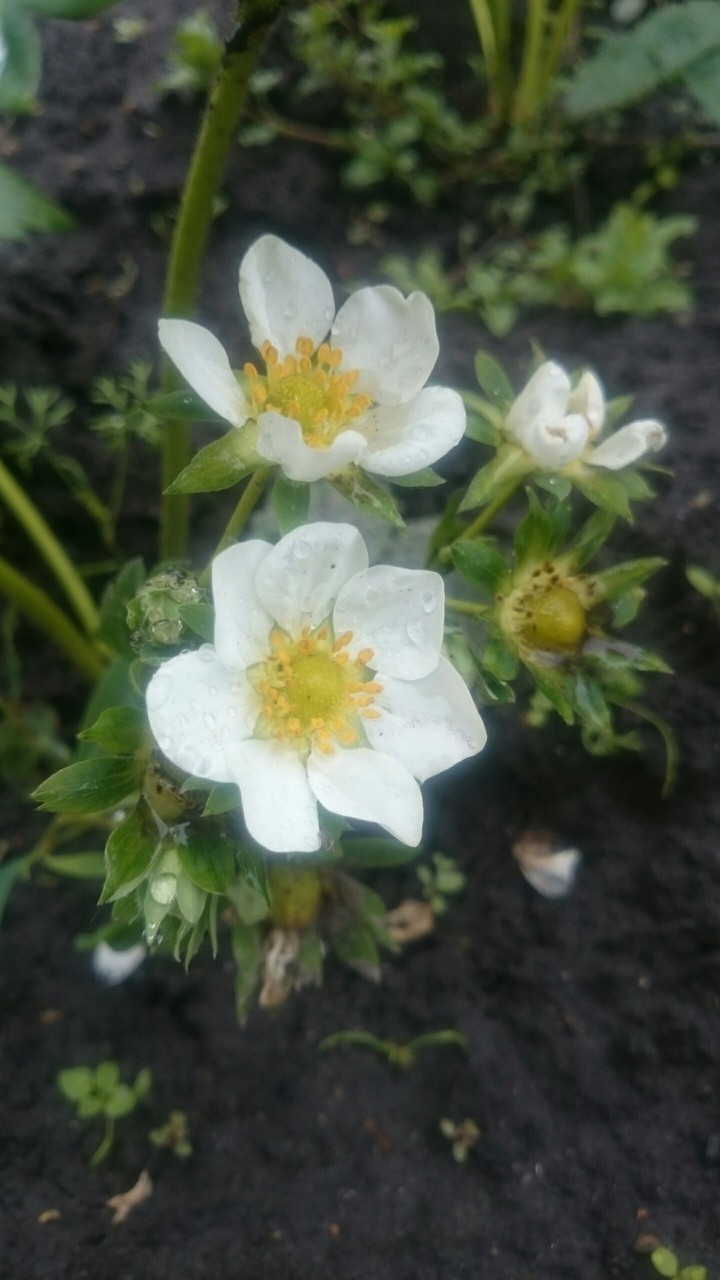 Flower strawberry