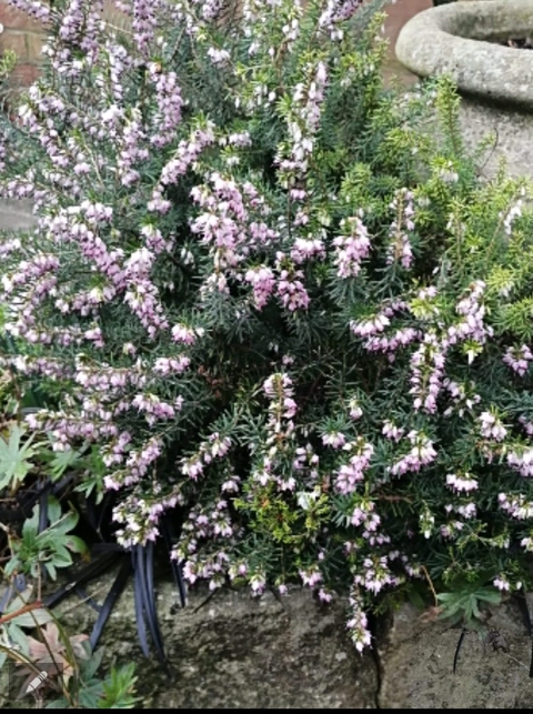 beautiful flowers