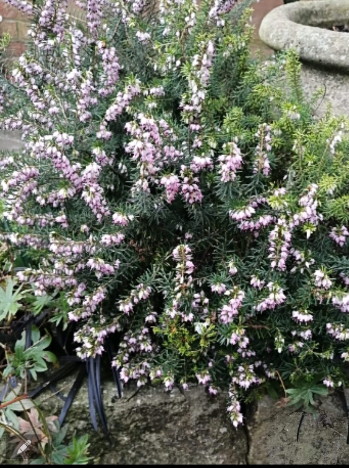 beautiful flowers