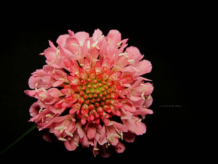 《藍盆花》Scabiosajaponica