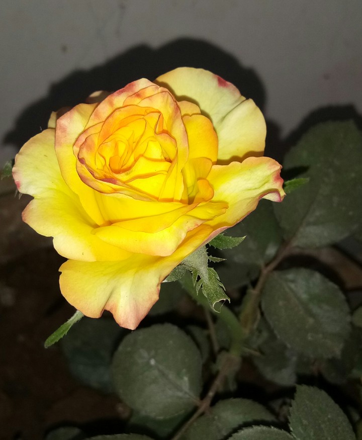 yellow rose