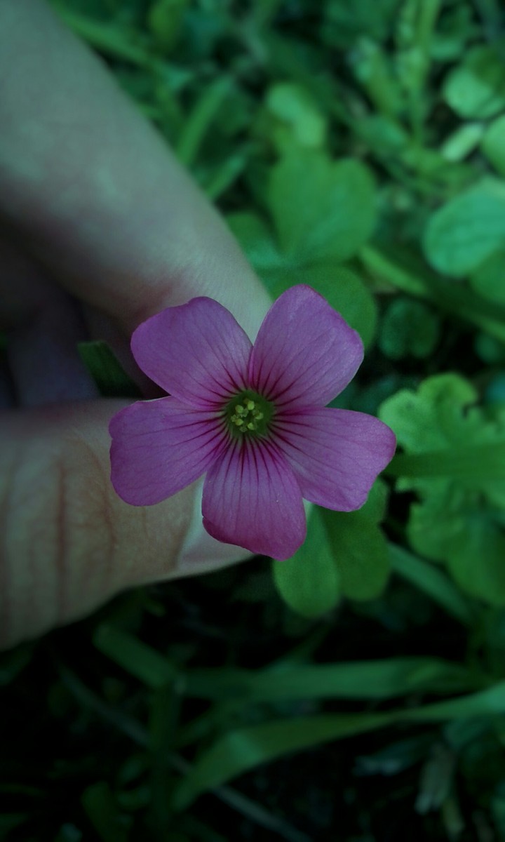 florcita
