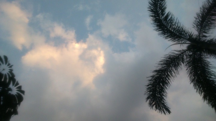 Skies & Trees