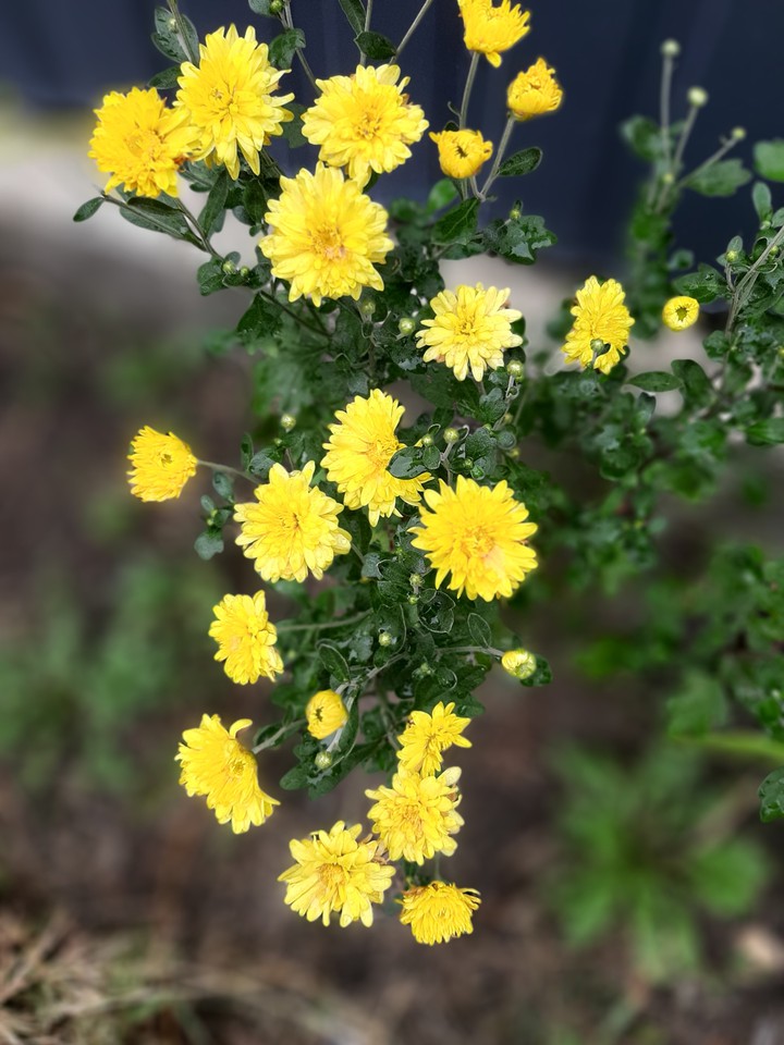 Chrysanthemums