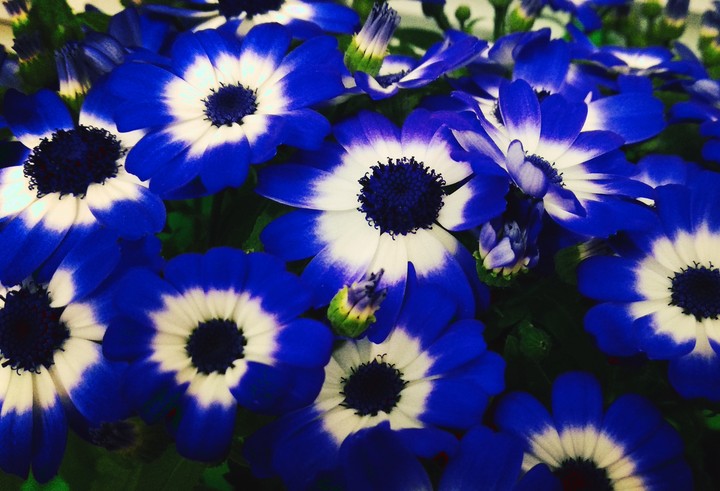 blue