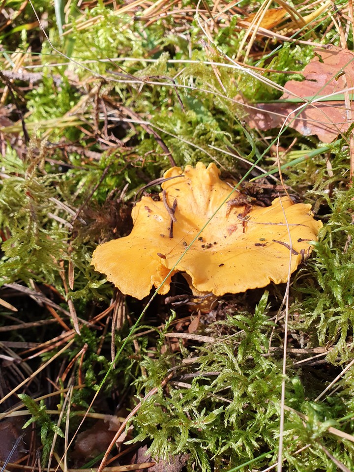 mushroom