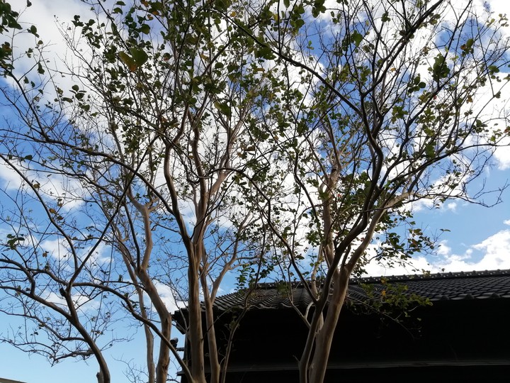tree