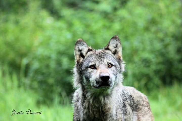 Wolf