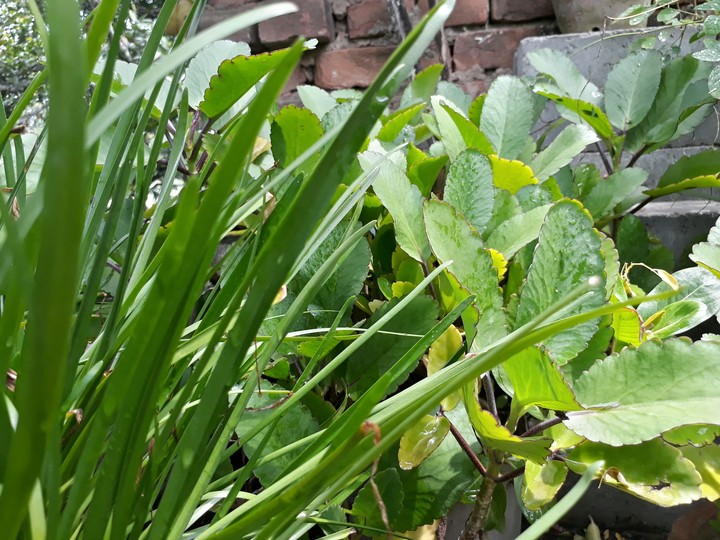 plants