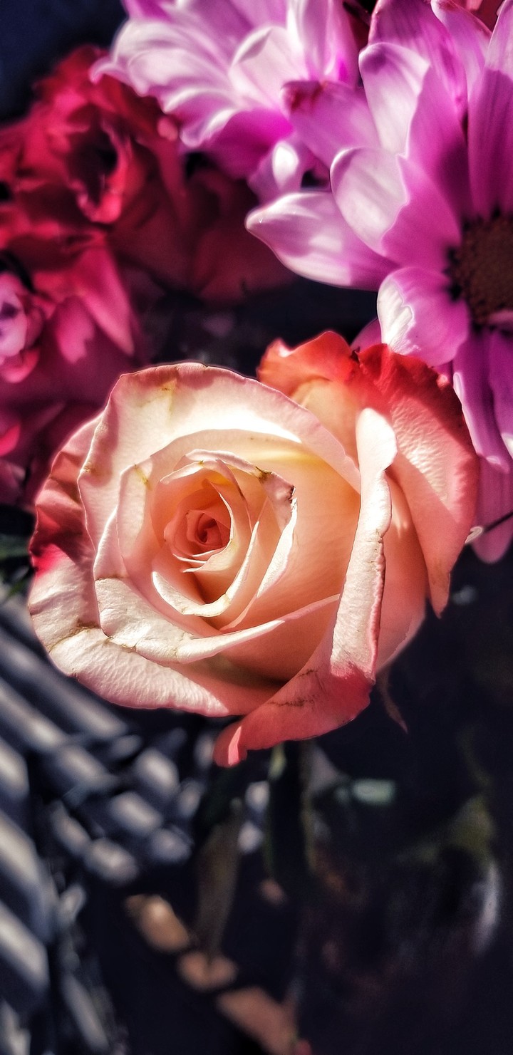 lost in a rose