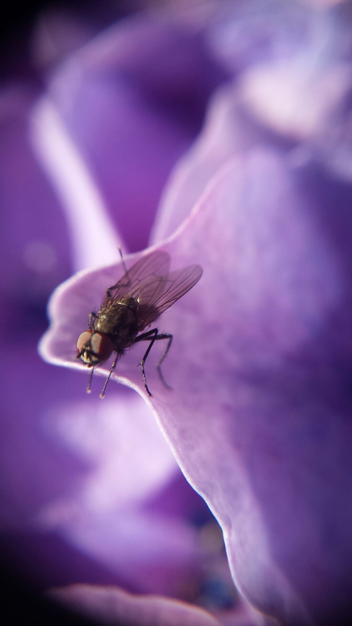 Mosquito