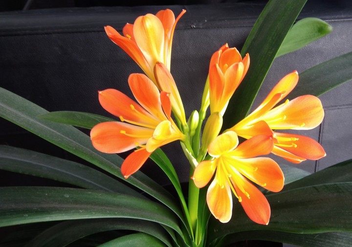 Clivia