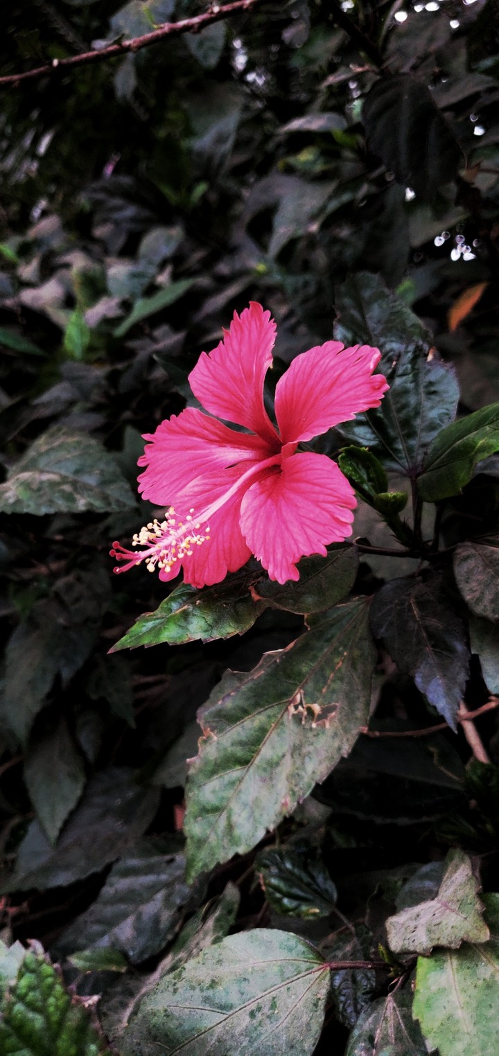 hibiscus