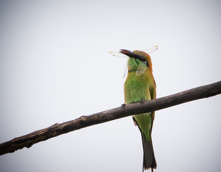 Bird