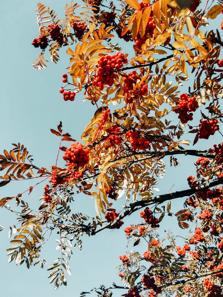 autumn