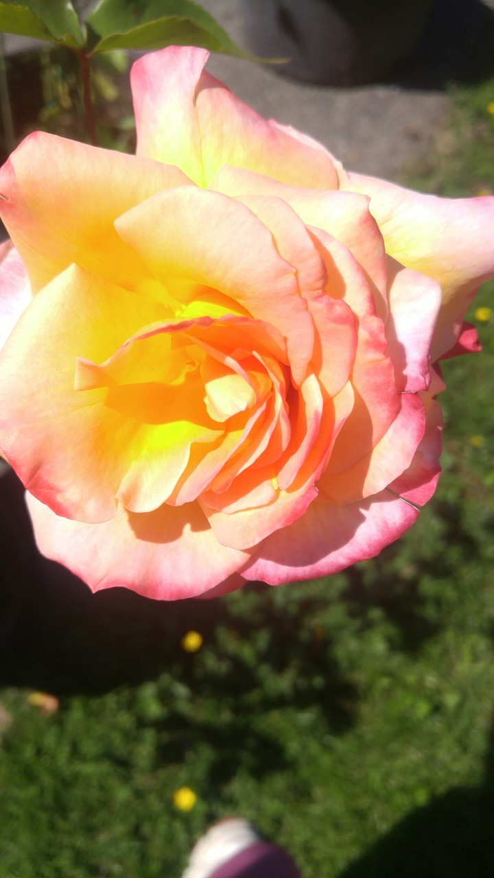 Pink rose