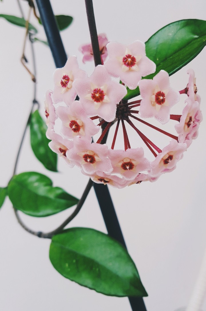 flower, pink, keri, green, nature, love