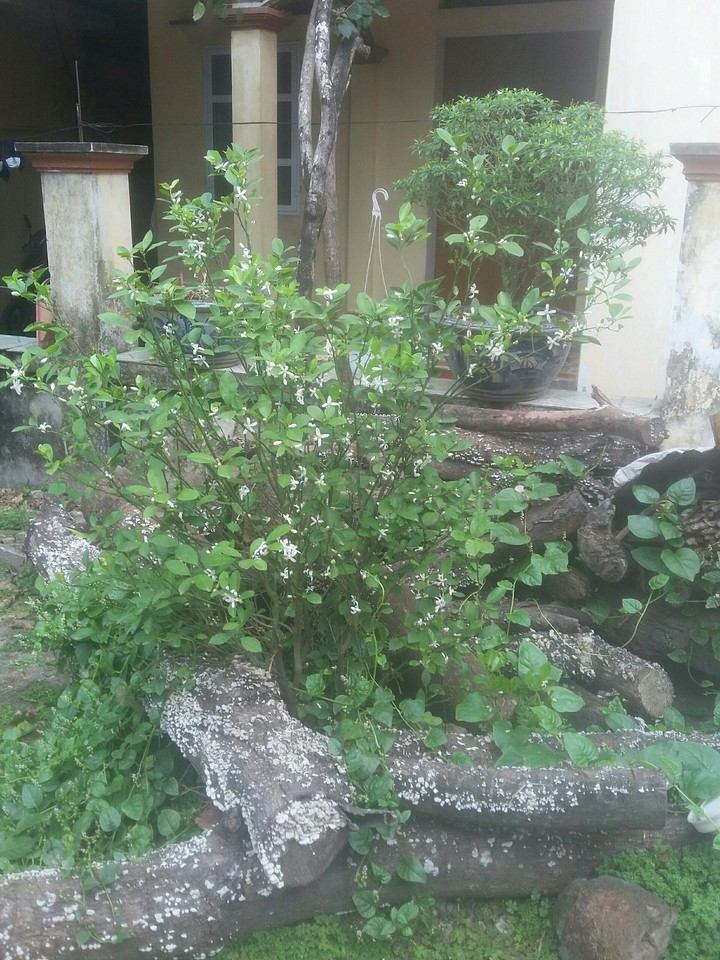 cây quất ^^