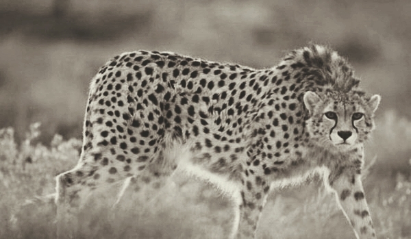 cheetah