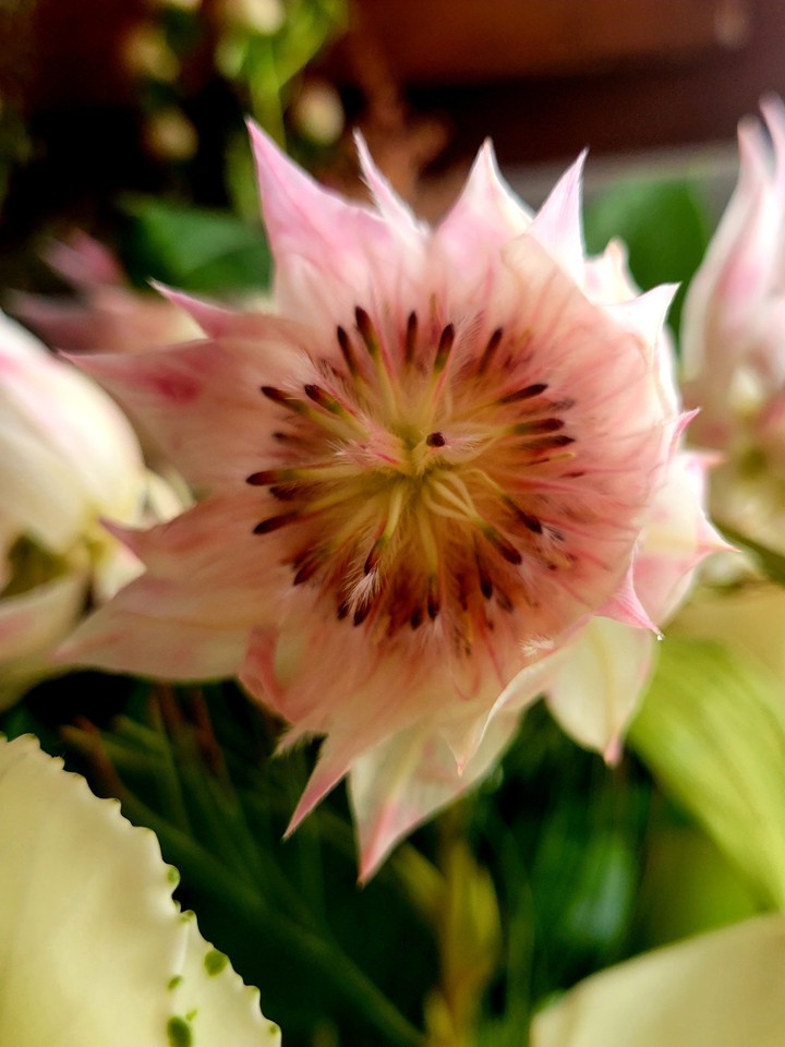 Fleur