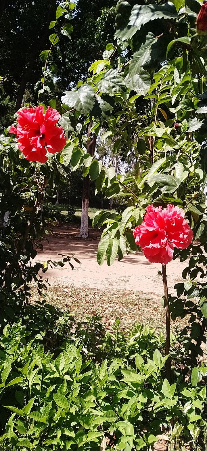 jaggery flower