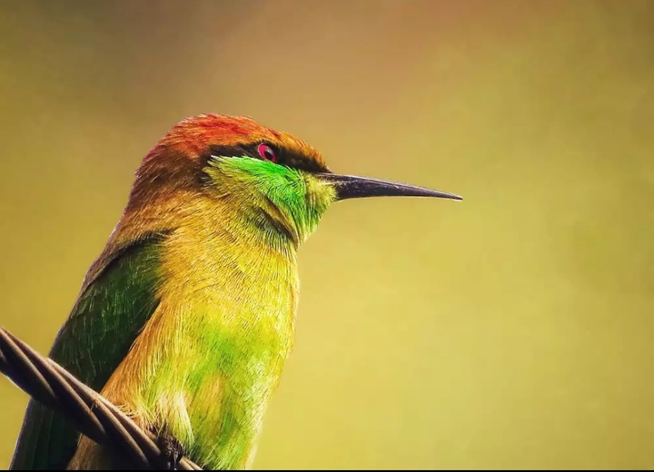 green bee eater