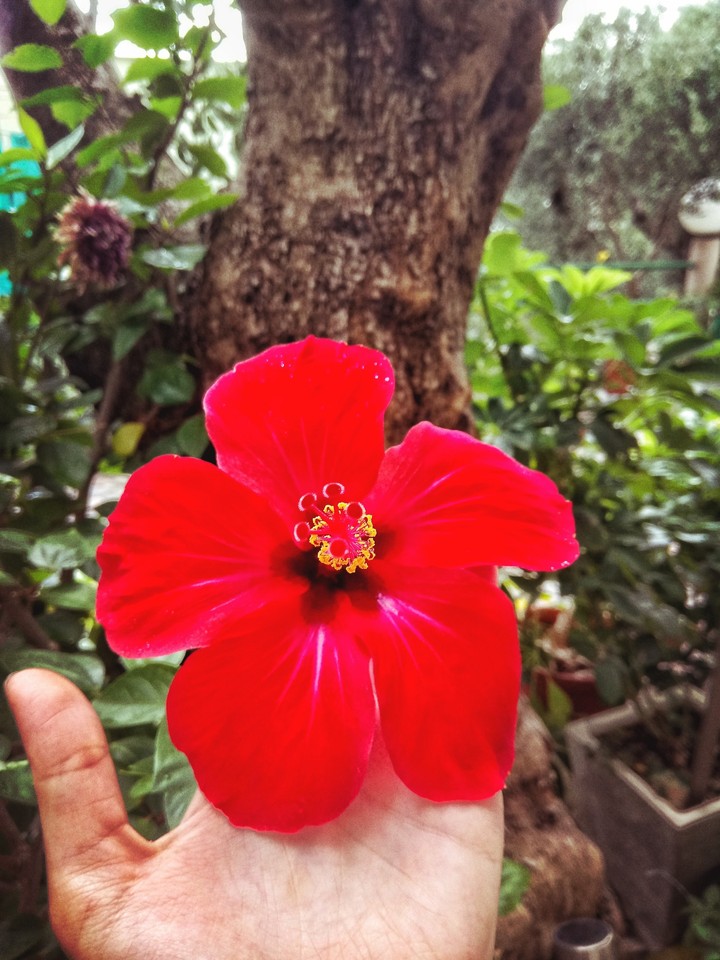 flower