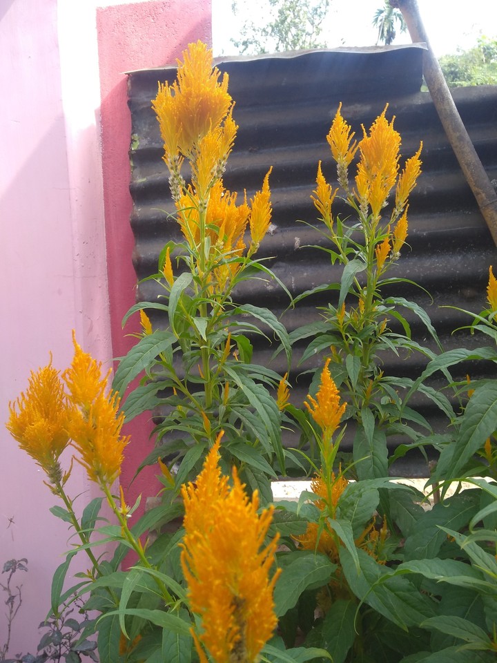 simple click