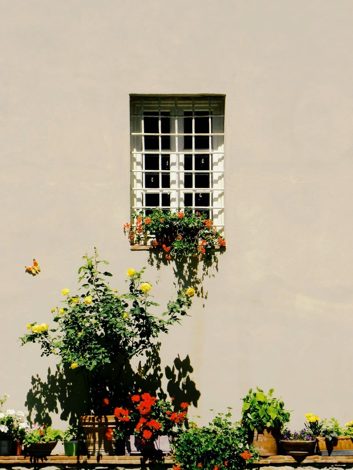 Window with flowers.