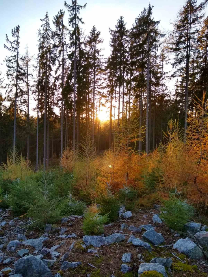 Forest